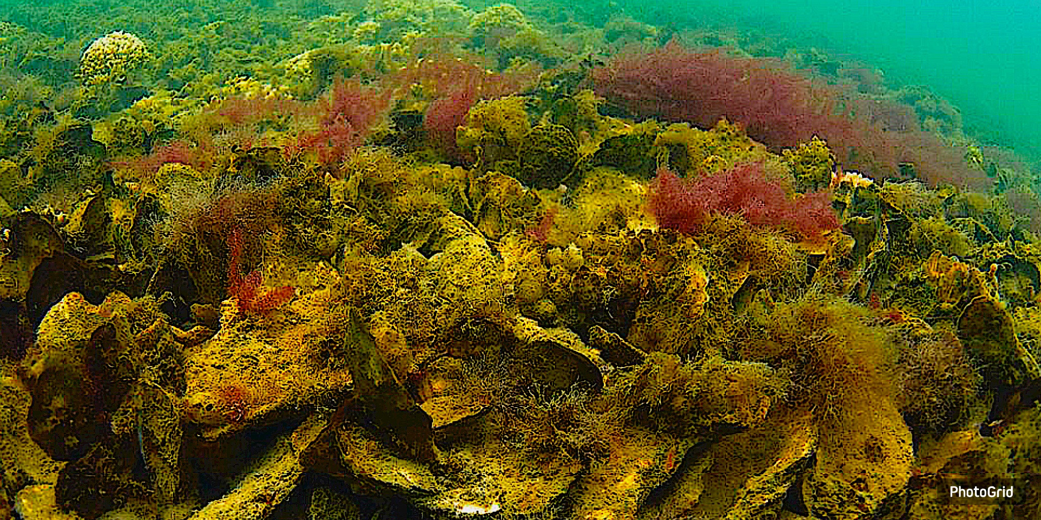 Galveston Local News Daily Updates Stories Galveston News